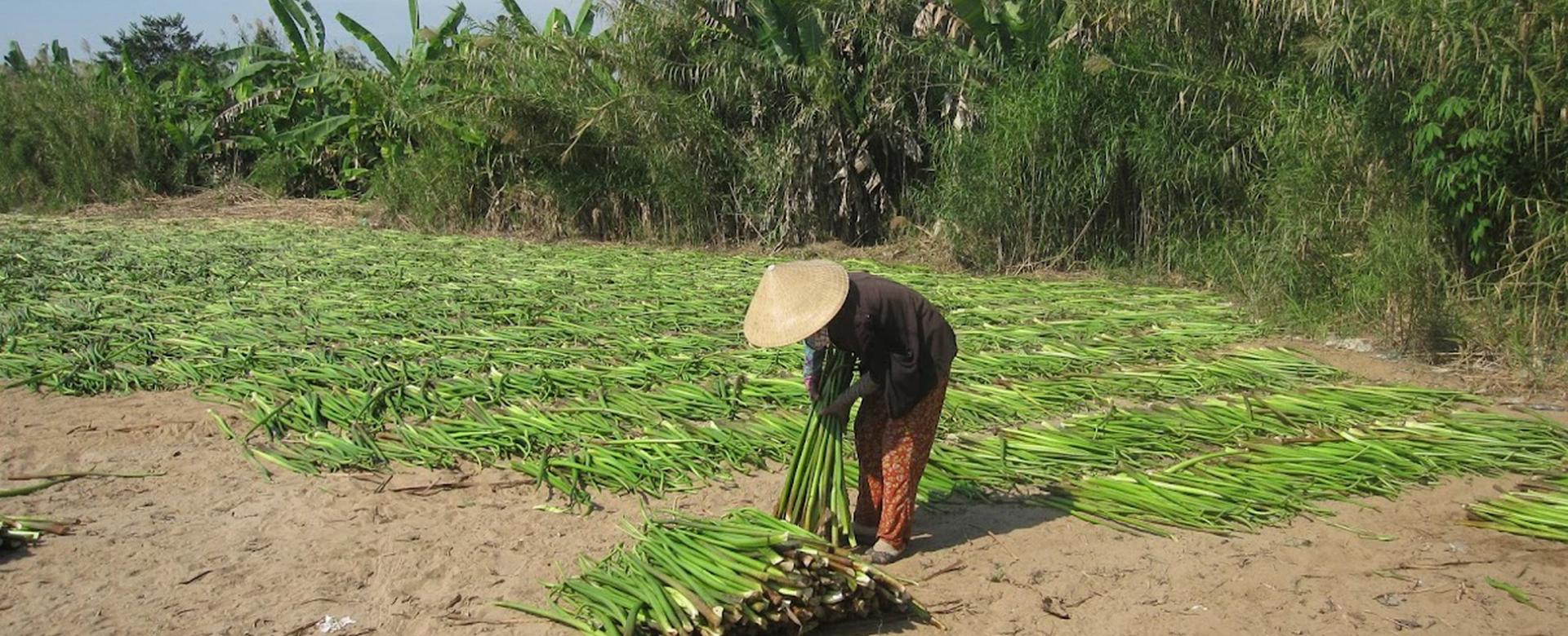 Cycling to Ben Tre, Vinh Long, Can Tho, Sadec, Cao Lanh, Chau Doc to Phnom Penh