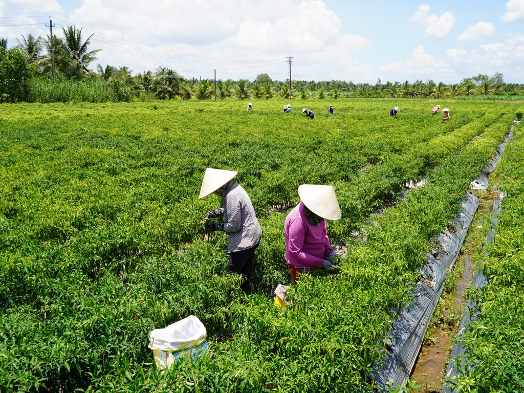 Mekong Delta